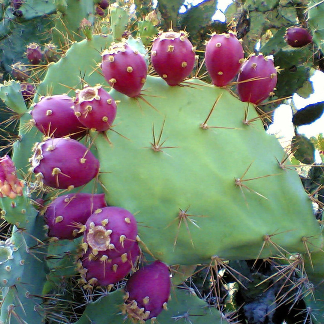 Opuntia Engelmannii Plantefrøsæt til eksotisk, hårdfør kaktus 100 stk