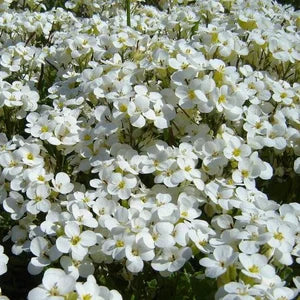 Hvide Aubrieta Rock Cascade Blomsterfrø - 100 stk