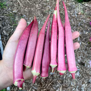 Okinawa Pink Okra Seeds for Planting – Non-GMO, Heirloom Vegetable Seeds for High-Yield Organic Gardens
