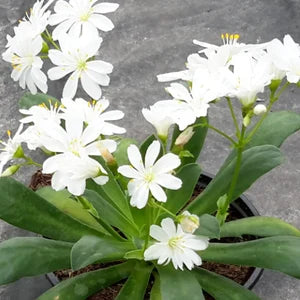 White Nevada Lewisia Flower Seeds for Planting - 100 pcs