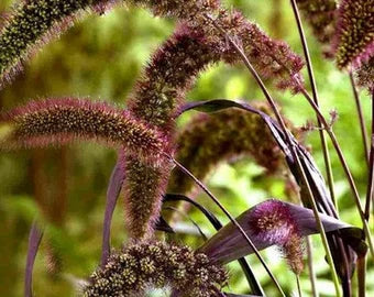 Foxtail Millet Red Jewel Ornamental   plant seeds-100 pcs