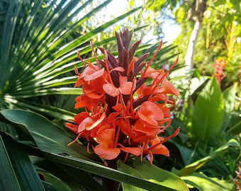 Bugle Lily Watsonia Pillansii Flower Seeds for Planting – Heirloom, Non-GMO, High Germination Blooms for Sunny Borders & Garden Beds