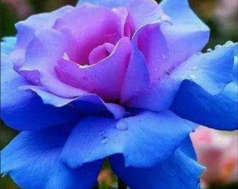 Pink Blue Rose Flower Seeds for Planting - 100 pcs