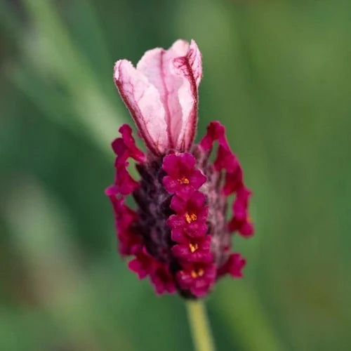 Heirloom Non-GMO Provence Lavender Plant Seeds – Red Blooms for Planting