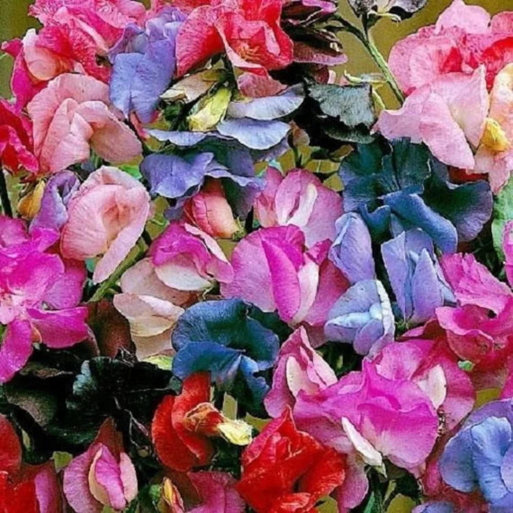 lathyrus sweet flower seeds