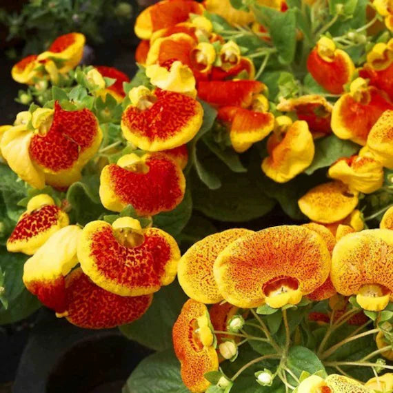 Orange Calceolaria Flerårige blomsterfrø til udplantning 100 stk