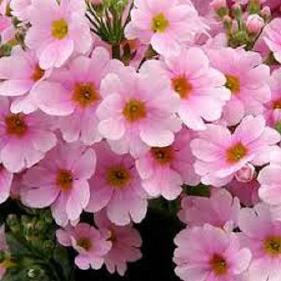 Pink Primula Malacoides Blomsterfrø til udplantning - 100 stk