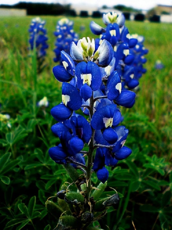 Blue Bonnet Flower Seeds for Planting - 100 pcs