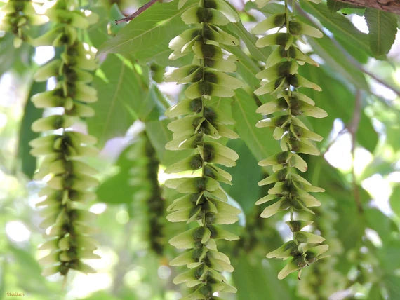 pterocarya stenoptera flower seeds