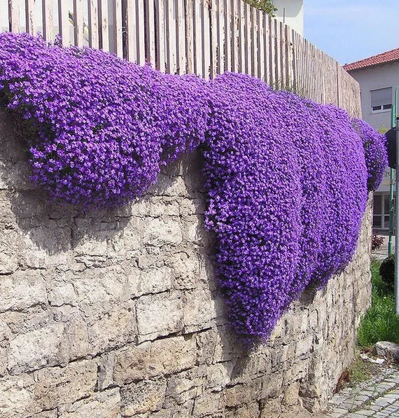 Aubrieta Blomsterfrø til Plantning Mørkeblå 100 stk