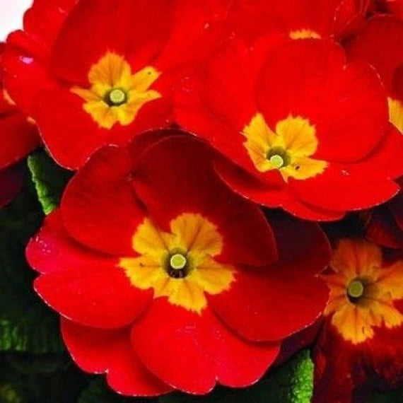 Primula Flower Seeds for Planting Red 100 pcs