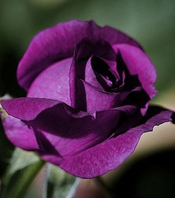 Fresh Ruby Rose Flower Seeds for Planting, Violet Mix 100 pcs