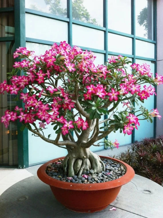 Adenium Arabicum plantefrø til udplantning - 100 stk