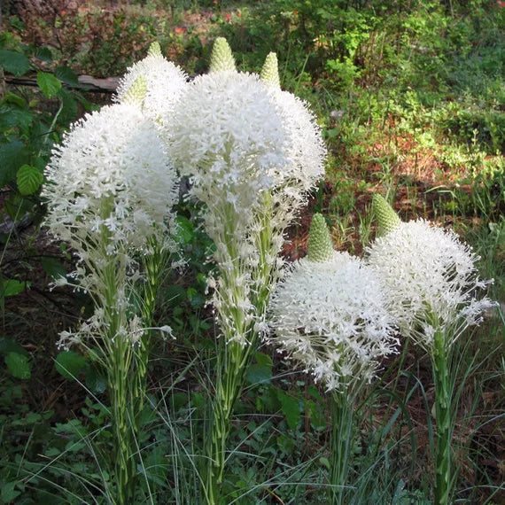 bear grass flower seeds
