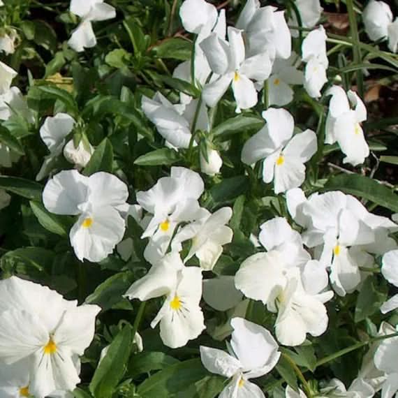 heirloom non flower seeds