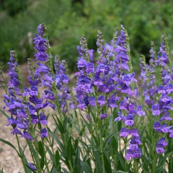 Blå Penstemon blomsterfrø til plantning - 100 stk