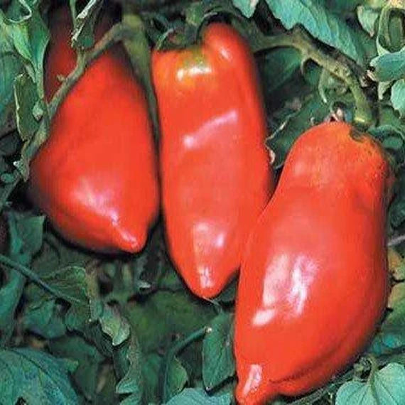 Opalka Tomato Seeds for Planting – Heirloom, Non-GMO, High Germination Organic Vegetable Garden Seeds