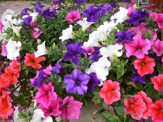 Blandede Petunia kronblade Blomsterfrø til plantning - 100 stk