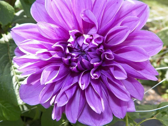 Lysviolet Dahlia Blomsterfrø til udplantning 100 stk