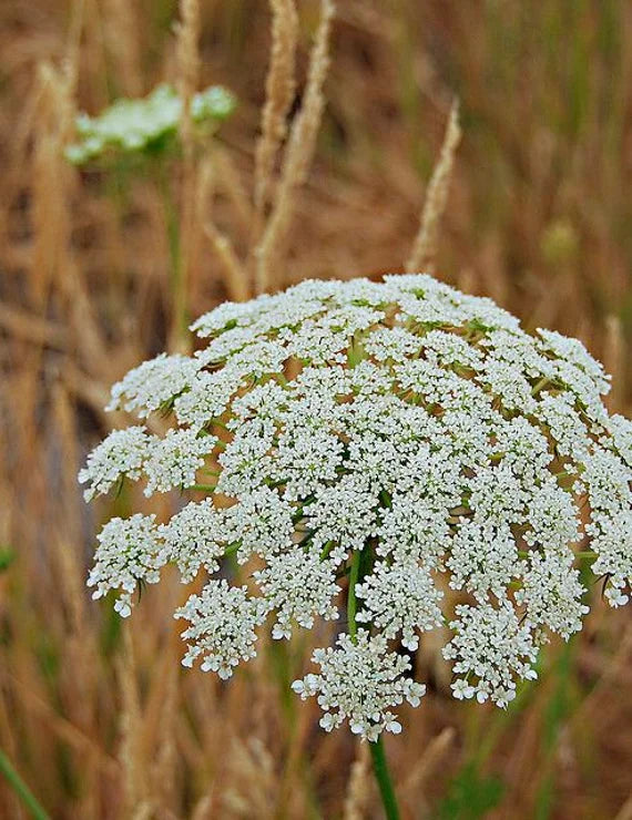 Queen Anne's Lace White Flower Seeds for Planting - 100 pcs