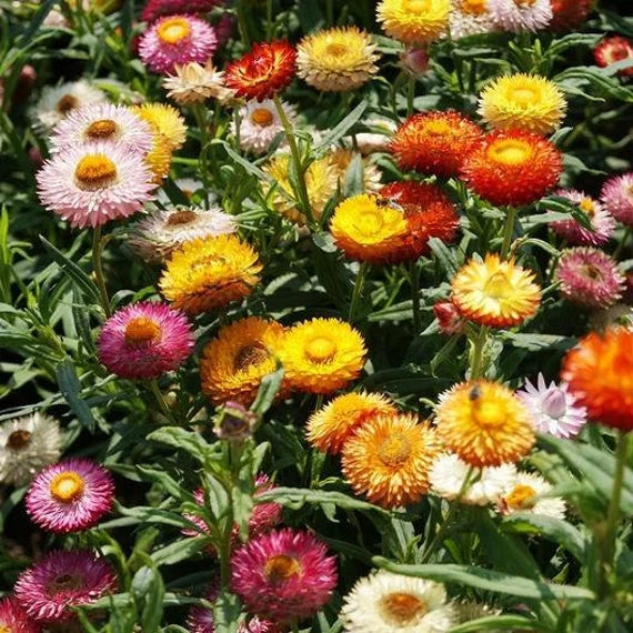 Blandede Helichrysum blomsterfrø til plantning - 100 stk