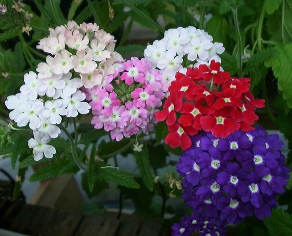 Fersken Verbena Didyma Blomsterfrø til udplantning 100 stk