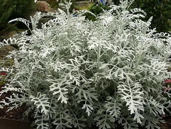 silver dusty flower seeds