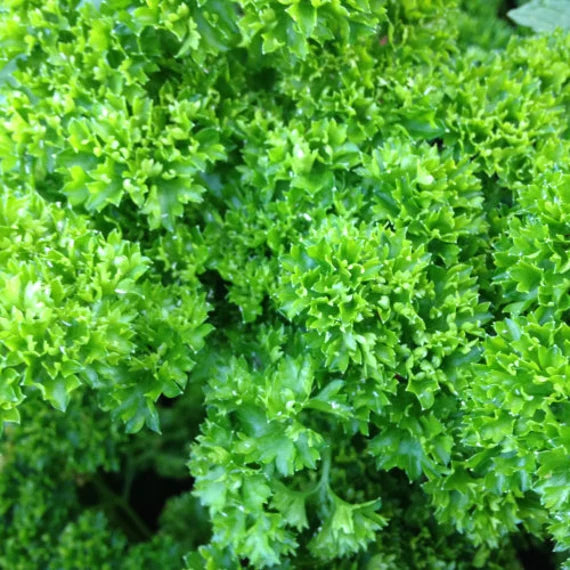 Parsley Plant Seeds for Planting - 100 pcs