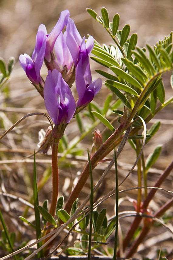 Astragalus Lavender Flower Seeds for Planting - 100 pcs