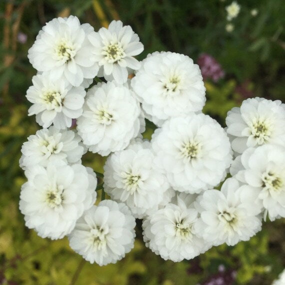 White Pellitory Flower Seeds for Planting, 100 pcs