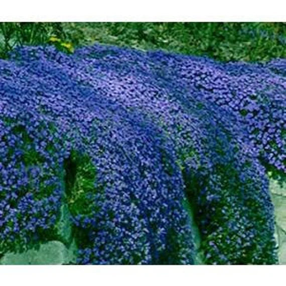 Dark Blue Aubrieta Flower Seeds for Planting - 100 pcs