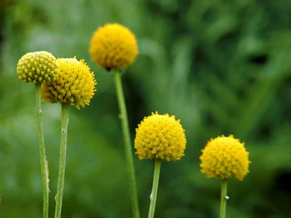 Gule Bolde Blomster eller Craspedia Blomsterfrø til Plantning, Friske, 100 stk