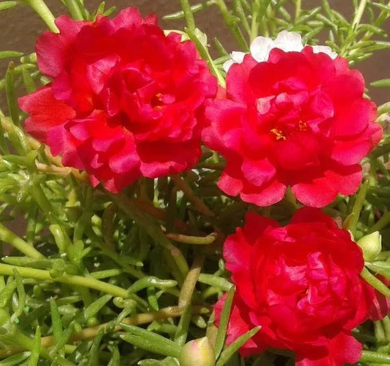 Red Portulaca Flower Seeds for Planting - 100 pcs