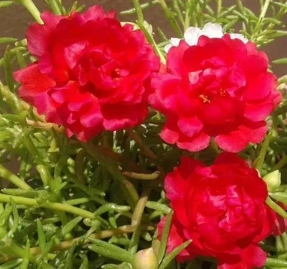red portulaca flower seeds