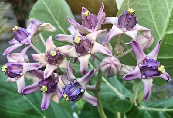 Purple Calotropis Gigantea Plant Seeds for Planting - 100 pcs