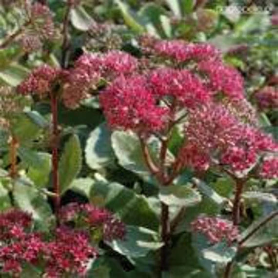 Sedum Emperors blomsterfrø til udplantning - 100 stk