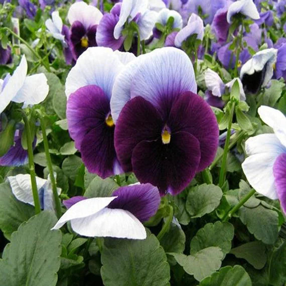 Pansy Flower Seeds for Planting - Violet & White 100 pcs