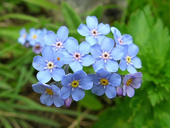 Blue Alpine Forget me not Blomsterfrø - Heavenly Hybrid-MYOSOTIS ALPESTRIS/Rene blomsterfrø til udplantning – 100 stk.