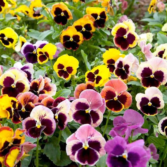 Pansy Flower Seeds for Planting - Mixed Colors 100 pcs