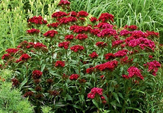 Burgundy Dianthus Flower Seeds for Planting - 100 pcs