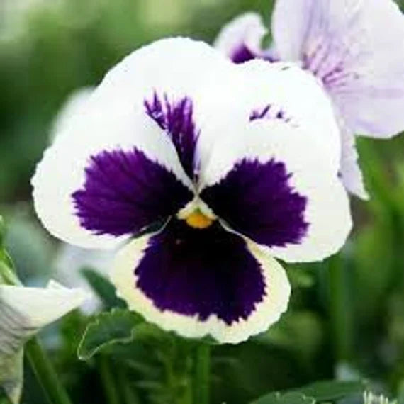 Purple Cream Pansy Flower Seeds for Planting - 100 pcs