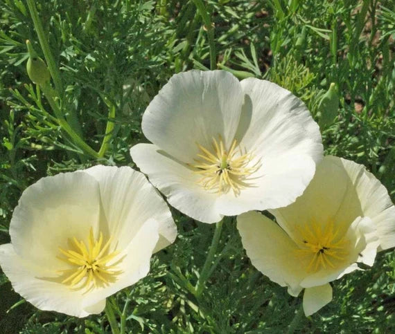 White Eschscholtzia Jardim Flower Seeds 100 pcs