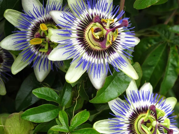 Fresh Passion Flower Seeds for Planting, Blue 100 pcs