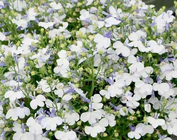 Lobelia Pendula White Lady Cascade Flower Seeds for Planting - 100 pcs