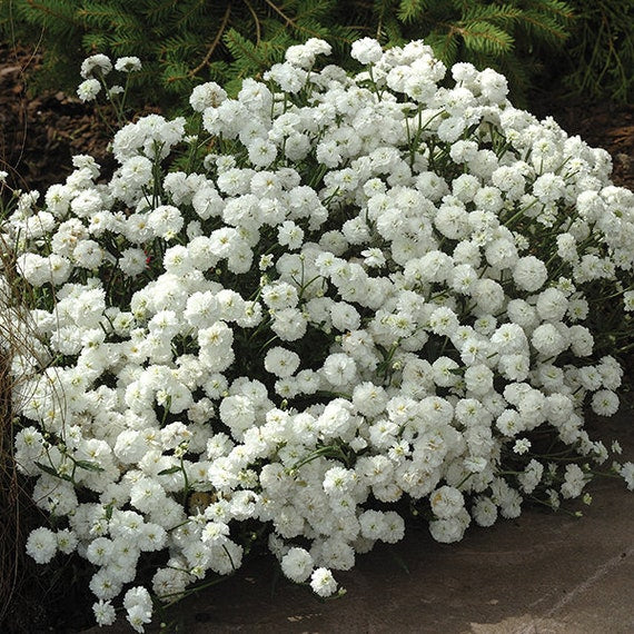 White Pellitory Flower Seeds for Planting, 100 pcs