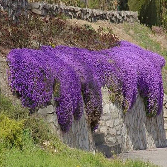 Violet Rock Cress Flower Seeds for Planting - 100 pcs