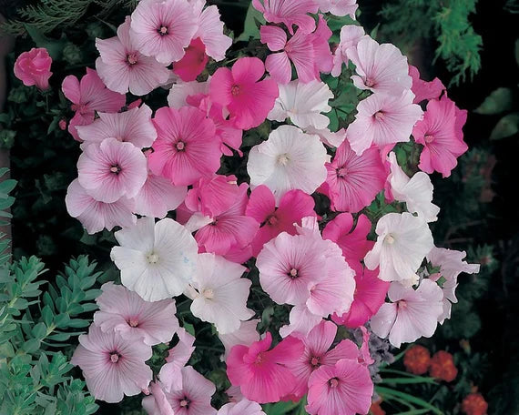 Blandede Rose Mallow Blomsterfrø til Plantning 100 stk