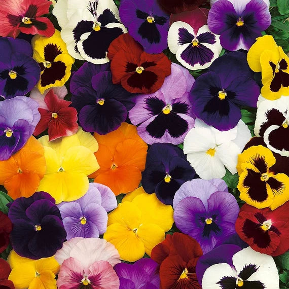 Mixed Colour Pansy Flower Seeds for Planting, 100 pcs