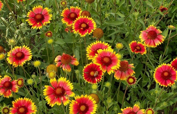 gaillardia decke flower seeds