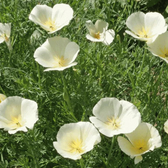 White Eschscholtzia Jardim Flower Seeds 100 pcs